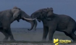 大象视频,探索动物世界的奇妙瞬间