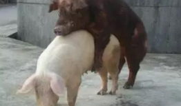 猪交配视频,揭秘动物繁殖奥秘
